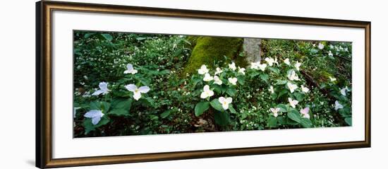 Trillium Wildflowers on Plants, Chimney Tops, Great Smoky Mountains National Park, Gatlinburg-null-Framed Photographic Print