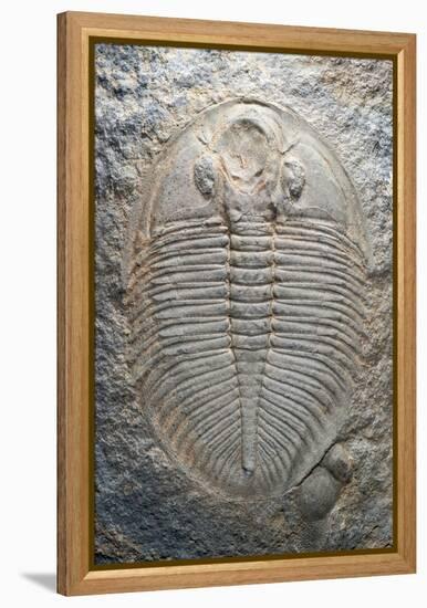 Trilobite Fossil-Sinclair Stammers-Framed Premier Image Canvas