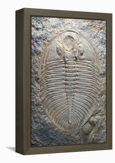 Trilobite Fossil-Sinclair Stammers-Framed Premier Image Canvas