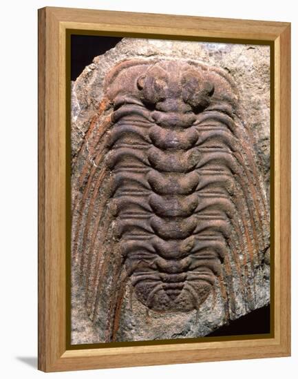 Trilobite Fossil-Sinclair Stammers-Framed Premier Image Canvas