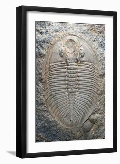 Trilobite Fossil-Sinclair Stammers-Framed Photographic Print