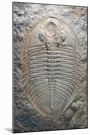 Trilobite Fossil-Sinclair Stammers-Mounted Photographic Print