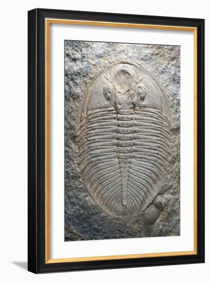 Trilobite Fossil-Sinclair Stammers-Framed Photographic Print