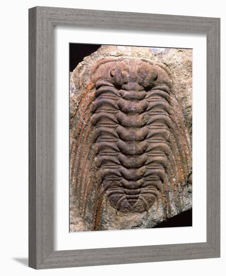 Trilobite Fossil-Sinclair Stammers-Framed Photographic Print