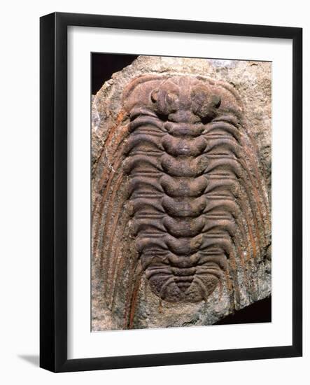 Trilobite Fossil-Sinclair Stammers-Framed Photographic Print