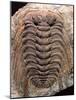 Trilobite Fossil-Sinclair Stammers-Mounted Photographic Print