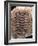 Trilobite Fossil-Sinclair Stammers-Framed Photographic Print