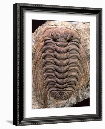 Trilobite Fossil-Sinclair Stammers-Framed Photographic Print