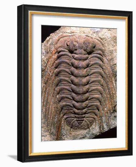 Trilobite Fossil-Sinclair Stammers-Framed Photographic Print