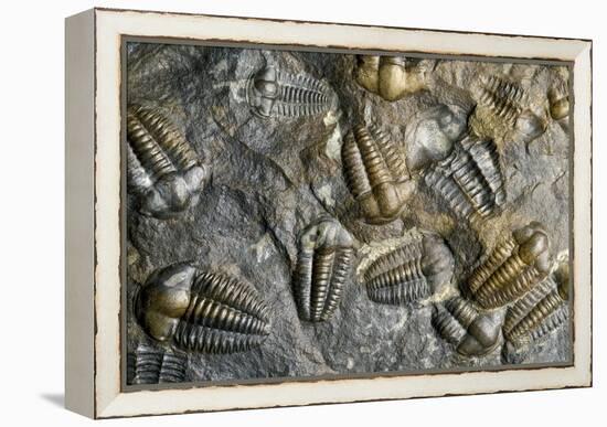 Trilobite Fossils-Sinclair Stammers-Framed Premier Image Canvas