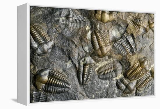 Trilobite Fossils-Sinclair Stammers-Framed Premier Image Canvas