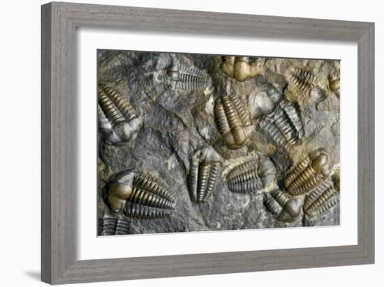 Trilobite Fossils-Sinclair Stammers-Framed Photographic Print