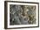 Trilobite Fossils-Sinclair Stammers-Framed Photographic Print