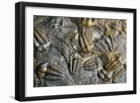 Trilobite Fossils-Sinclair Stammers-Framed Photographic Print