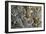 Trilobite Fossils-Sinclair Stammers-Framed Photographic Print