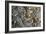 Trilobite Fossils-Sinclair Stammers-Framed Photographic Print