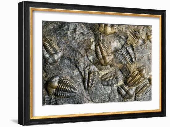 Trilobite Fossils-Sinclair Stammers-Framed Photographic Print