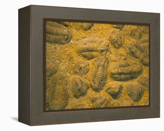 Trilobites (Platypectoides), Fossils from the Ordovician, Dades Valley, Morocco-Tony Waltham-Framed Premier Image Canvas