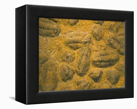 Trilobites (Platypectoides), Fossils from the Ordovician, Dades Valley, Morocco-Tony Waltham-Framed Premier Image Canvas