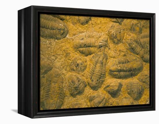 Trilobites (Platypectoides), Fossils from the Ordovician, Dades Valley, Morocco-Tony Waltham-Framed Premier Image Canvas