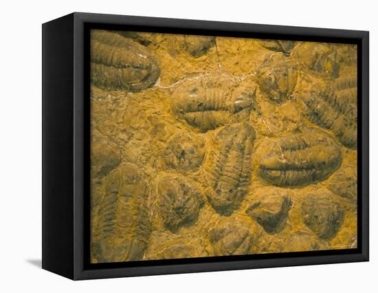 Trilobites (Platypectoides), Fossils from the Ordovician, Dades Valley, Morocco-Tony Waltham-Framed Premier Image Canvas