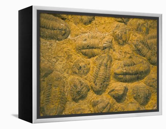 Trilobites (Platypectoides), Fossils from the Ordovician, Dades Valley, Morocco-Tony Waltham-Framed Premier Image Canvas