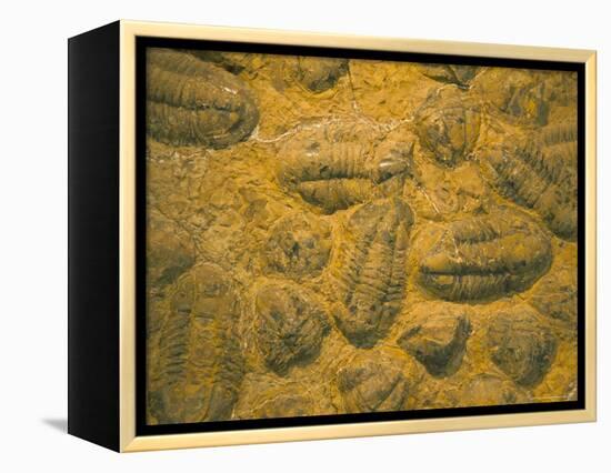 Trilobites (Platypectoides), Fossils from the Ordovician, Dades Valley, Morocco-Tony Waltham-Framed Premier Image Canvas