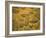 Trilobites (Platypectoides), Fossils from the Ordovician, Dades Valley, Morocco-Tony Waltham-Framed Photographic Print