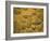 Trilobites (Platypectoides), Fossils from the Ordovician, Dades Valley, Morocco-Tony Waltham-Framed Photographic Print