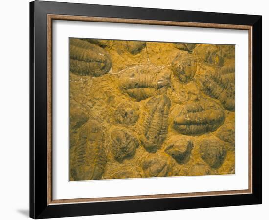 Trilobites (Platypectoides), Fossils from the Ordovician, Dades Valley, Morocco-Tony Waltham-Framed Photographic Print