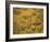 Trilobites (Platypectoides), Fossils from the Ordovician, Dades Valley, Morocco-Tony Waltham-Framed Photographic Print