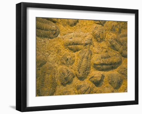 Trilobites (Platypectoides), Fossils from the Ordovician, Dades Valley, Morocco-Tony Waltham-Framed Photographic Print