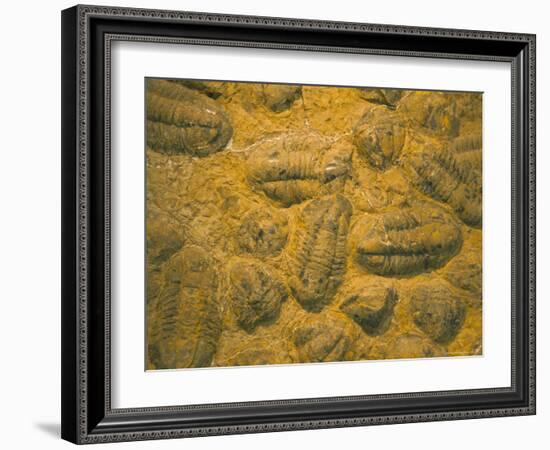 Trilobites (Platypectoides), Fossils from the Ordovician, Dades Valley, Morocco-Tony Waltham-Framed Photographic Print