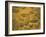 Trilobites (Platypectoides), Fossils from the Ordovician, Dades Valley, Morocco-Tony Waltham-Framed Photographic Print