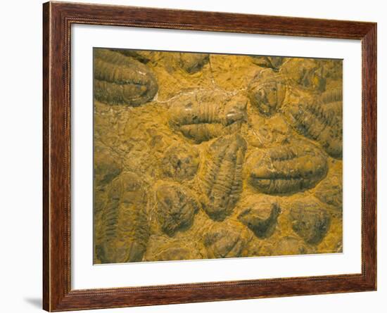 Trilobites (Platypectoides), Fossils from the Ordovician, Dades Valley, Morocco-Tony Waltham-Framed Photographic Print