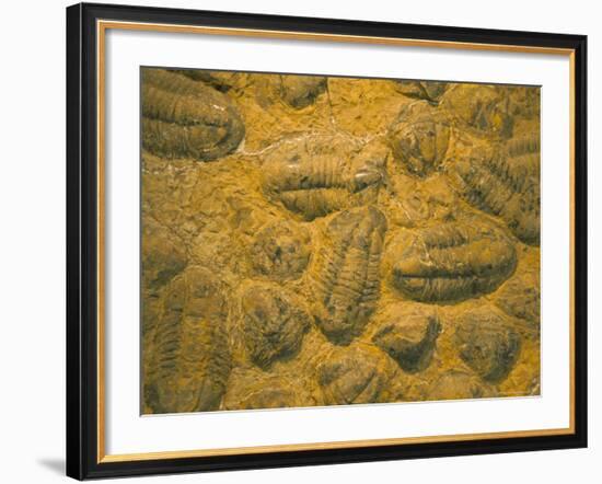Trilobites (Platypectoides), Fossils from the Ordovician, Dades Valley, Morocco-Tony Waltham-Framed Photographic Print