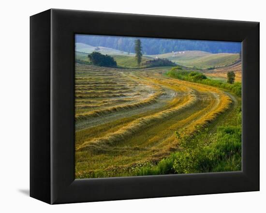 Trimmed Fields-Jim Craigmyle-Framed Premier Image Canvas