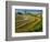 Trimmed Fields-Jim Craigmyle-Framed Photographic Print