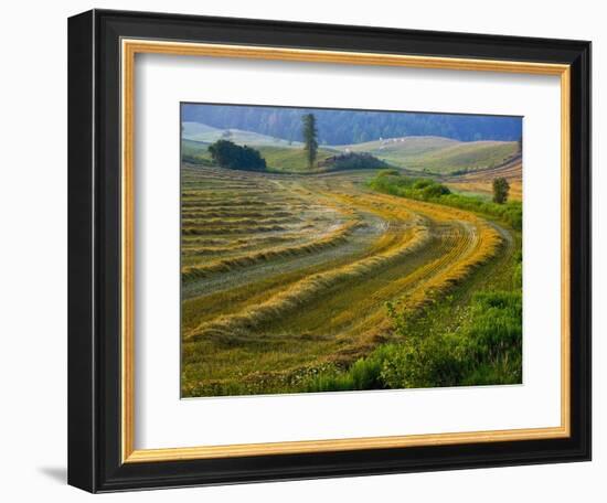 Trimmed Fields-Jim Craigmyle-Framed Photographic Print