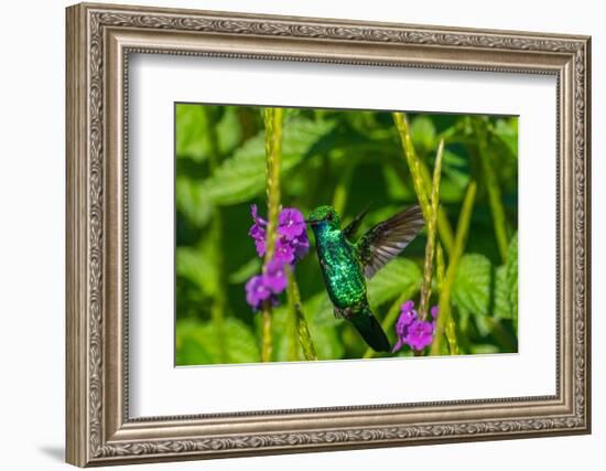 Trinidad. Blue-chinned sapphire hummingbird feeding on vervain flower.-Jaynes Gallery-Framed Photographic Print