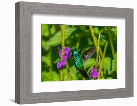 Trinidad. Blue-chinned sapphire hummingbird feeding on vervain flower.-Jaynes Gallery-Framed Photographic Print