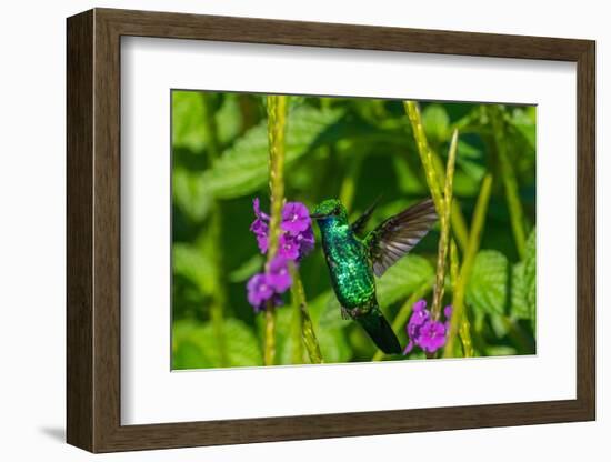 Trinidad. Blue-chinned sapphire hummingbird feeding on vervain flower.-Jaynes Gallery-Framed Photographic Print