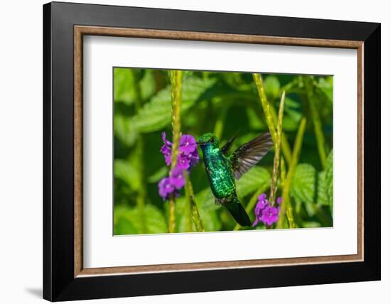 Trinidad. Blue-chinned sapphire hummingbird feeding on vervain flower.-Jaynes Gallery-Framed Photographic Print