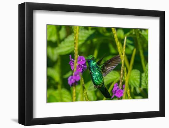 Trinidad. Blue-chinned sapphire hummingbird feeding on vervain flower.-Jaynes Gallery-Framed Photographic Print