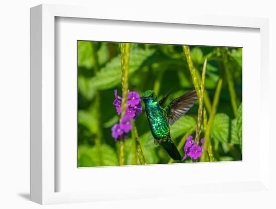 Trinidad. Blue-chinned sapphire hummingbird feeding on vervain flower.-Jaynes Gallery-Framed Photographic Print