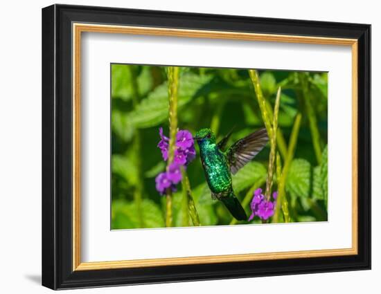 Trinidad. Blue-chinned sapphire hummingbird feeding on vervain flower.-Jaynes Gallery-Framed Photographic Print