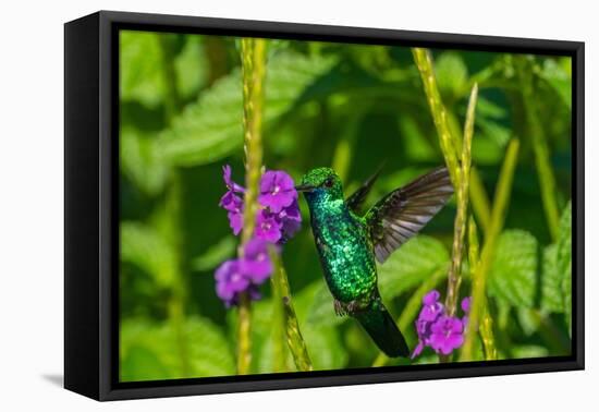 Trinidad. Blue-chinned sapphire hummingbird feeding on vervain flower.-Jaynes Gallery-Framed Premier Image Canvas