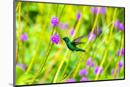 Trinidad. Blue-chinned sapphire hummingbird feeding on vervain flowers.-Jaynes Gallery-Mounted Photographic Print