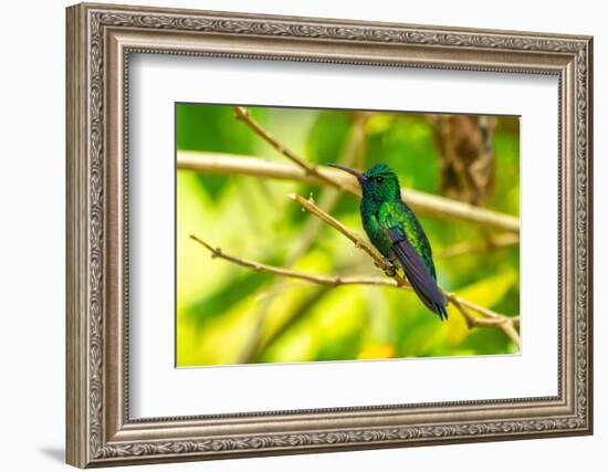 Trinidad. Blue-chinned sapphire hummingbird in Yerette refuge.-Jaynes Gallery-Framed Photographic Print