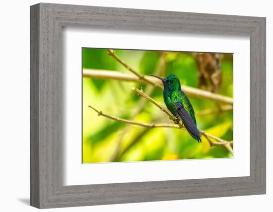 Trinidad. Blue-chinned sapphire hummingbird in Yerette refuge.-Jaynes Gallery-Framed Photographic Print